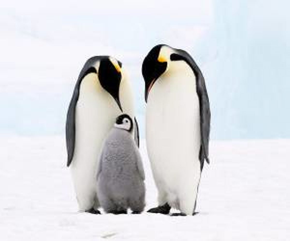حقایق باورنکردنی در مورد زندگی و بدن پنگوئن ها