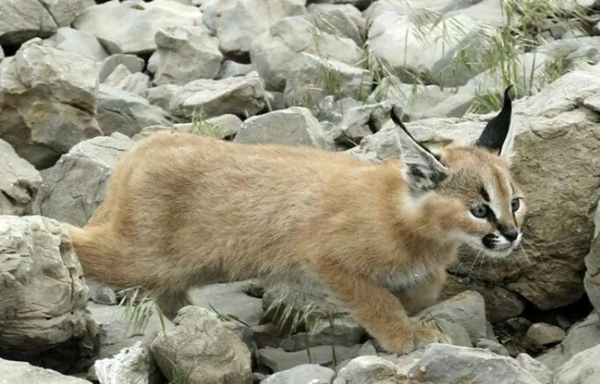 دوستدارطبیعت، گربه گوش بلند را درفیروزآباد فارس تیمار کرد