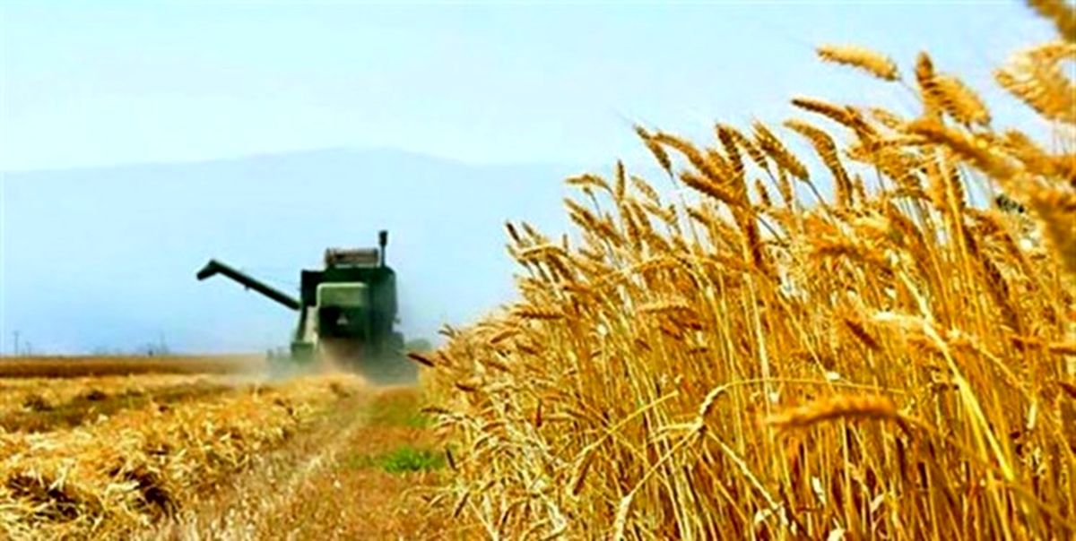 ۱۴ میلیون تن گندم امسال در کشور تولید می‌شود