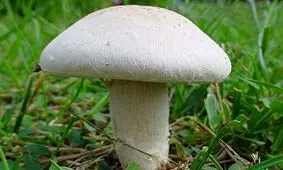 راه تشخیص قارچ سمی از قارچ خوراکی + فیلم