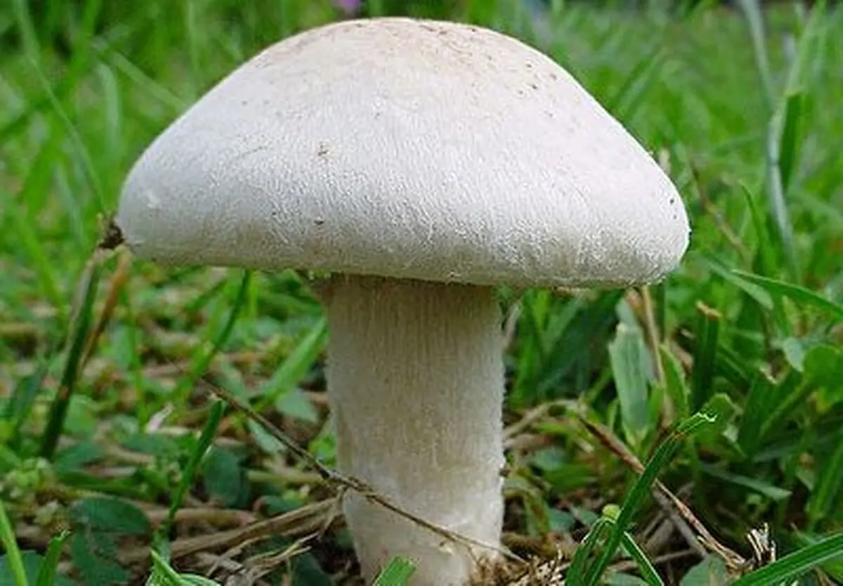 راه تشخیص قارچ سمی از قارچ خوراکی + فیلم