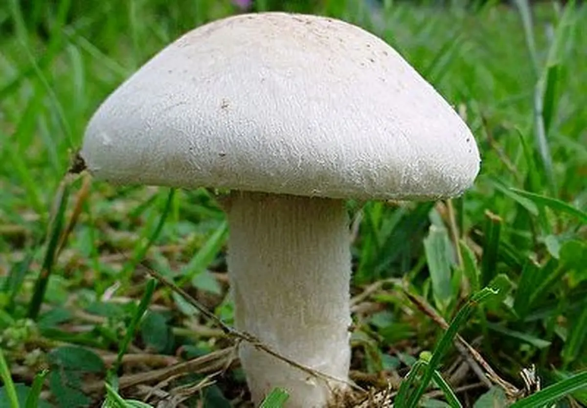 راه تشخیص قارچ سمی از قارچ خوراکی + فیلم