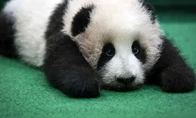 پاندای ورزشکار + فیلم