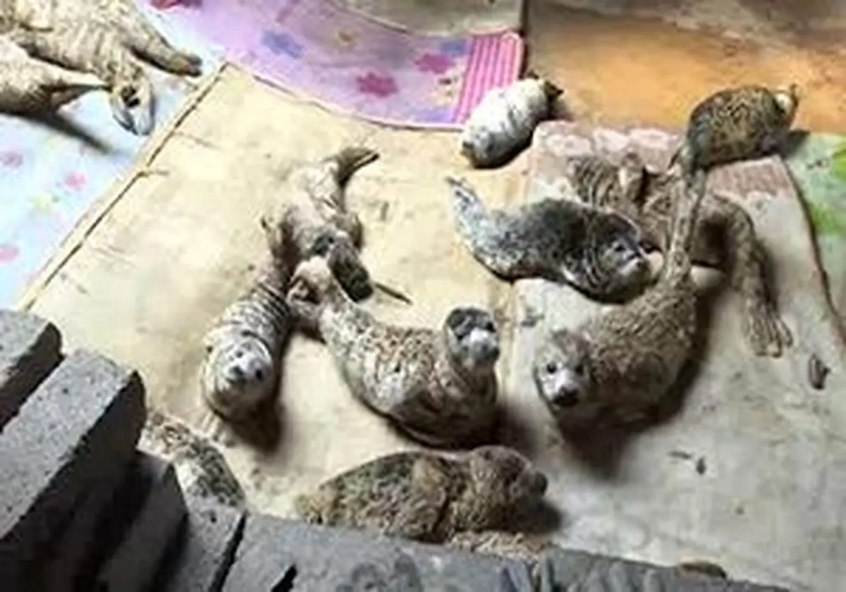 رهاسازی فوک‌ها در چین + فیلم