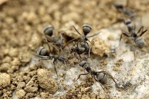 میدونید چرا مورچه ها هیچ وقت ترافیک ندارن؟