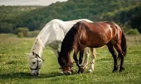 دانستنی هایی جالب و خواندنی درباره اسب ها