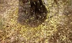 هجوم ملخ‌ها به 3 منطقه در گچساران/ شناسایی پوره های ملخ در منطقه خشاب لیشتر گچساران