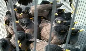 کشف ۲۰۰ قطعه پرنده کمیاب