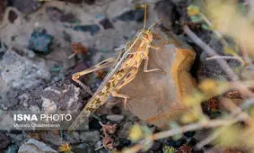 بررسی گزارش «مبارزه با ملخ‌های صحرایی» در کمیسیون کشاورزی مجلس