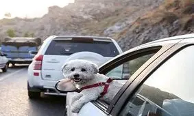 توقیف خودروهای سگ‌گردان در اهواز