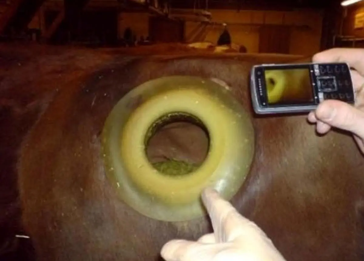 تصاویری شگفت انگیز از حفر‌های بدن گاو که تا به حال ندیده اید