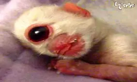 گربه‌ای با دو صورت تا ماهی چندش آوری با سه چشم!