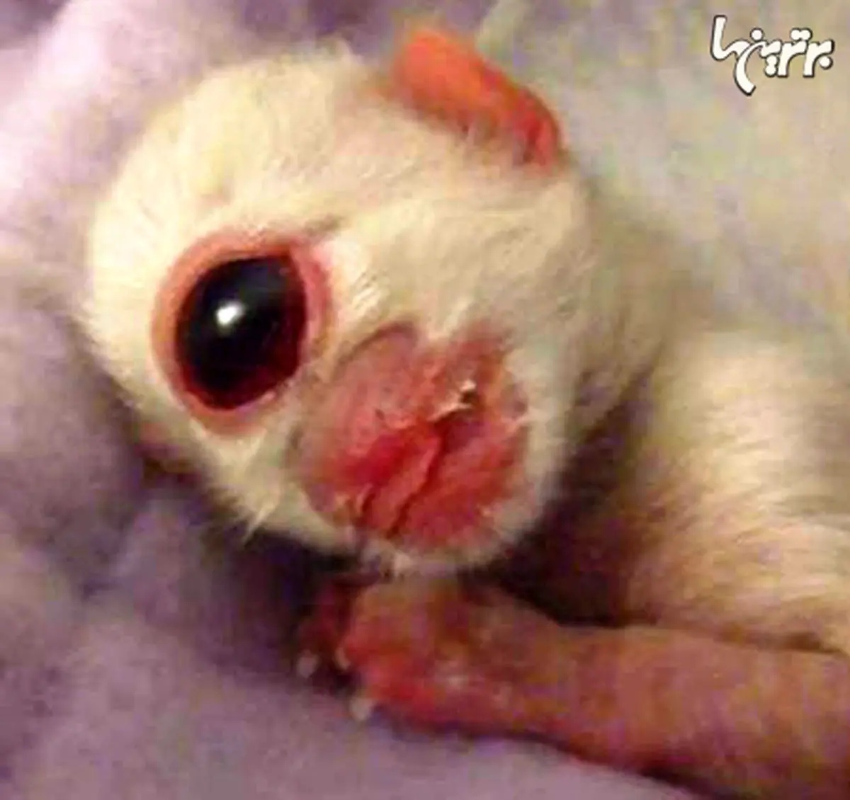 گربه‌ای با دو صورت تا ماهی چندش آوری با سه چشم!