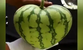 تولید محصولات کشاورزی با شکل‌هایی جذاب مانند قلب و ستاره! + فیلم