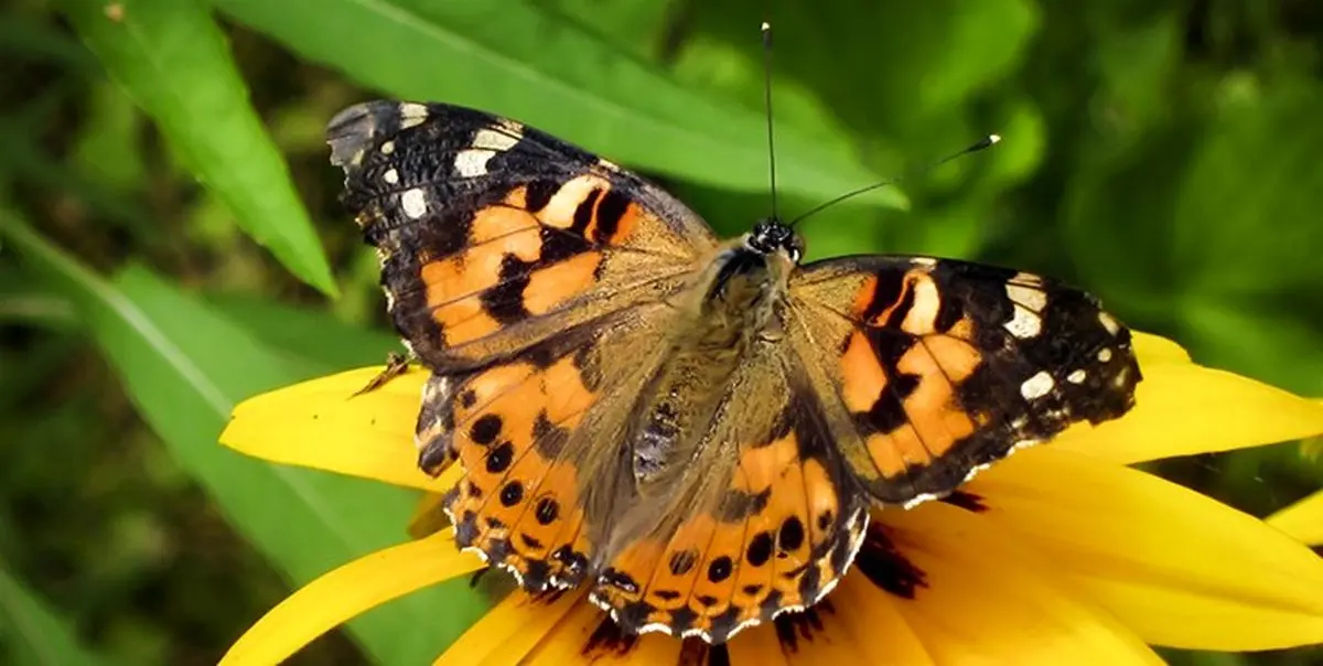 هجوم پروانه‌های «خانم قشنگ» به مشهد