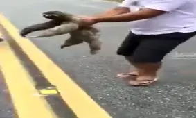 تنبل های مهربان