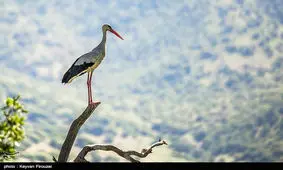 دشت لک لک‌های مهاجر در مریوان