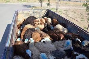 توقیف34 رأس گوسفند قاچاق در نهبندان