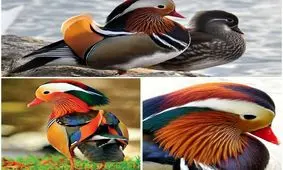 اردک ماندارین یکی از زیباترین اردک های دنیا!