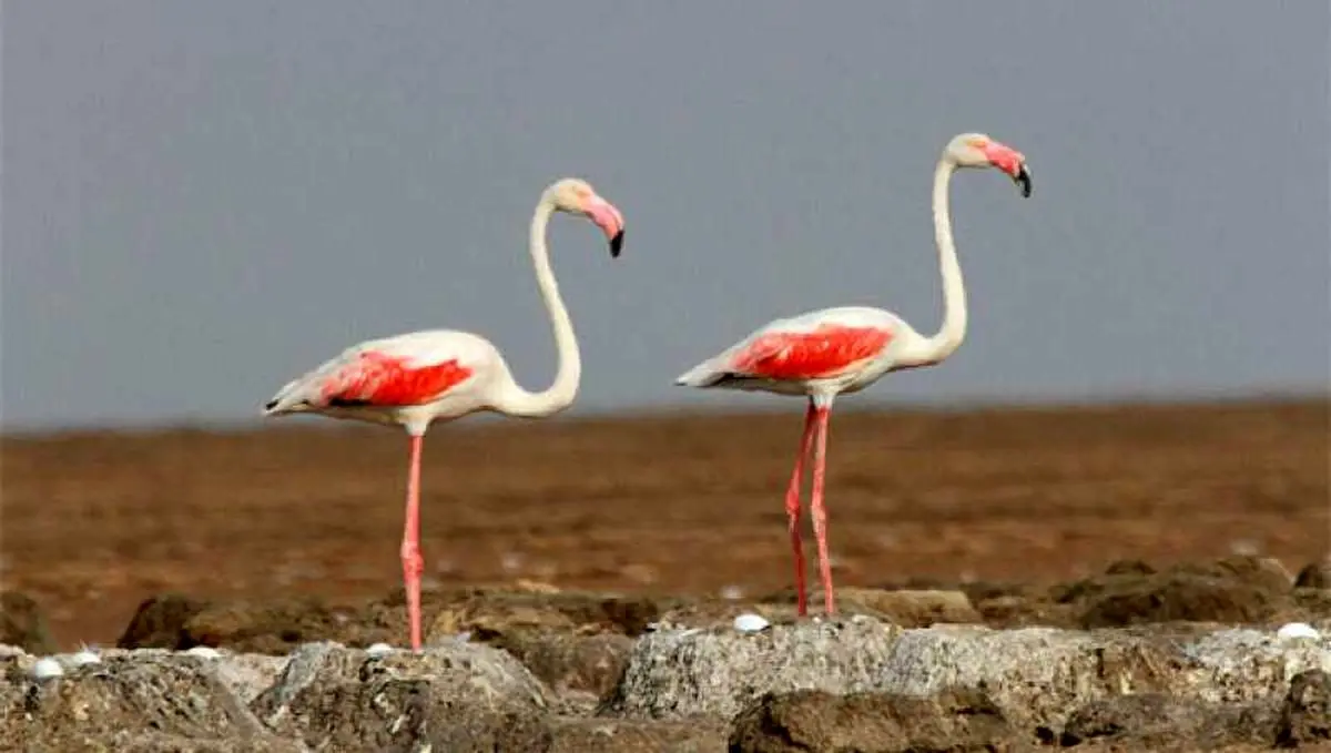 تعدادی از گونه های حیات وحش در شهرستان ملارد کشف شد