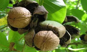 گردو فشارخون را پایین می‌آورد