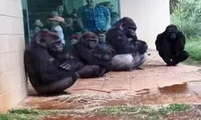 واکنش جالب گوریل ها به باران+فیلم