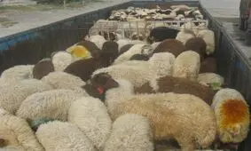 كشف دام قاچاق در"بناب"