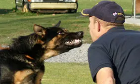 حمله سگ پلیس آمریکا به مظنون حمله خانگی + فیلم