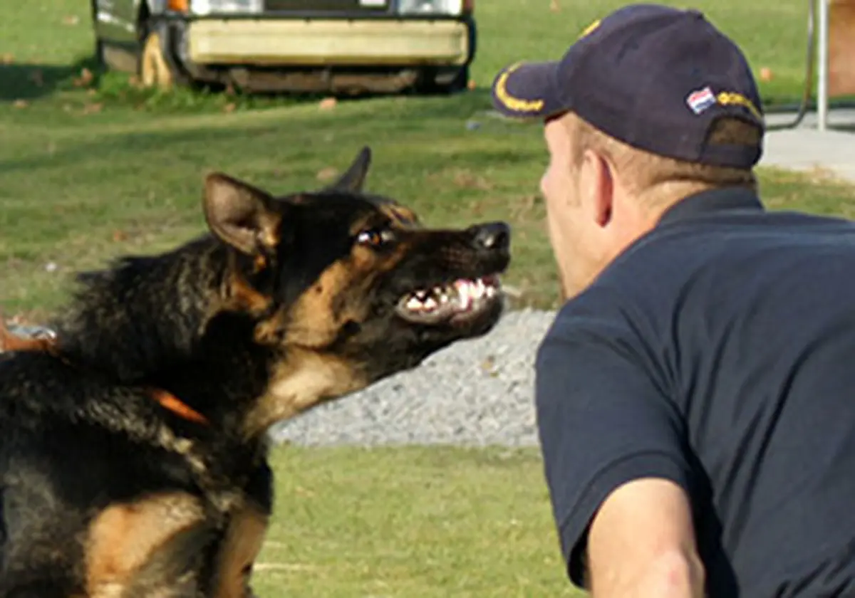 حمله سگ پلیس آمریکا به مظنون حمله خانگی + فیلم