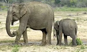 حمله فیل به روستاییان حین خارج کردن بچه فیل از چاله + فیلم