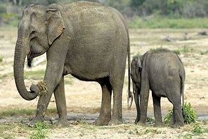 حمله فیل به روستاییان حین خارج کردن بچه فیل از چاله + فیلم