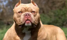 ویراژ «سگ گردانان» در شهر و ناامنی برای عابران