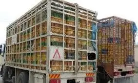 کشف بیش از 18 تن مرغ قاچاق در دهلران