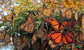 حضور "خانم قشنگ ها" اینبار در مشهد+ویدئو