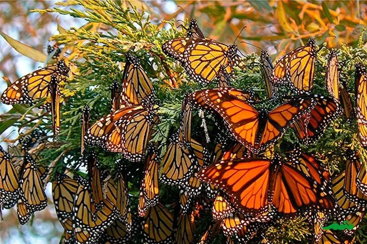 حضور "خانم قشنگ ها" اینبار در مشهد+ویدئو