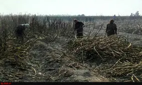 بازداشت تعداد دیگری از کارگران نیشکر هفت تپه