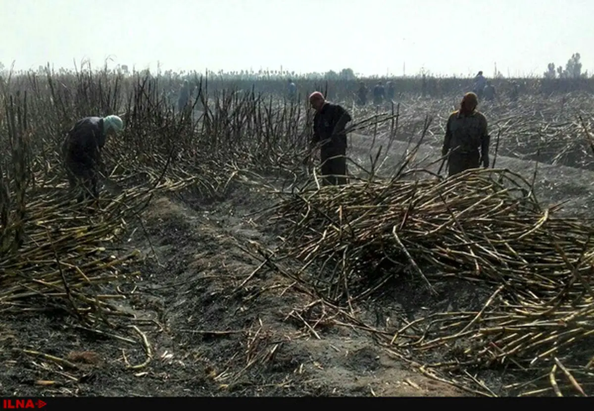 بازداشت تعداد دیگری از کارگران نیشکر هفت تپه