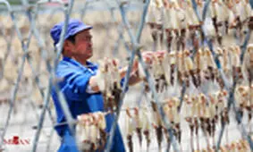 روش خشک کردن ماهی در چین