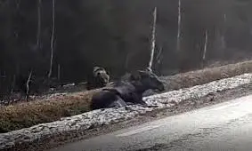 لحظه شکار گوزن قطبی توسط خرس لاپلند