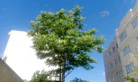 هجوم ملخ به ۳ مدرسه در فردیس