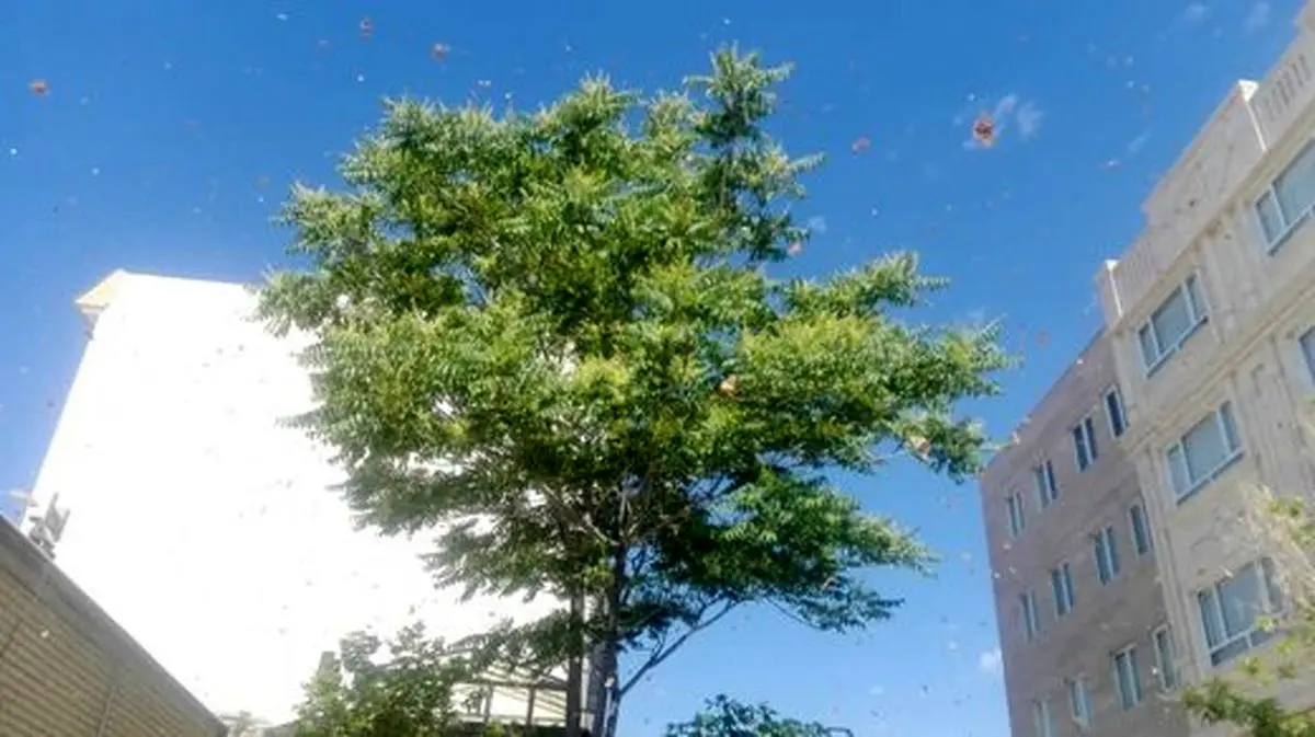 هجوم ملخ به ۳ مدرسه در فردیس