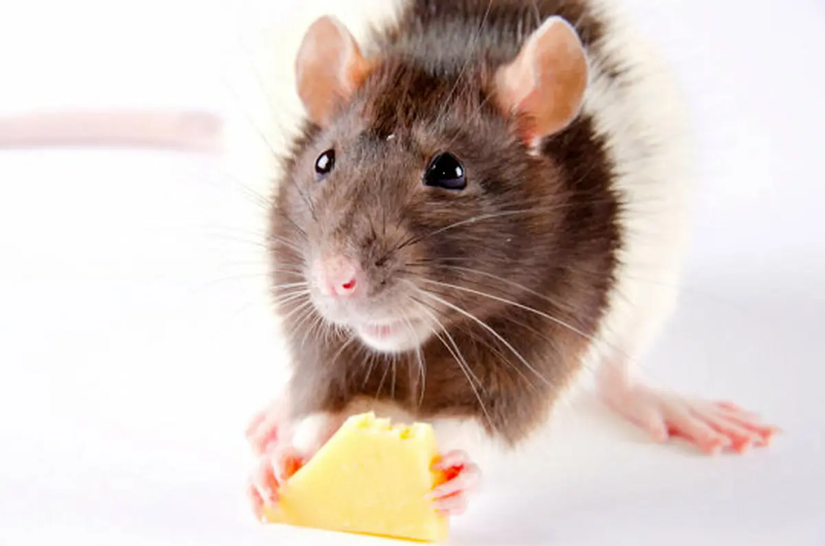 یادگیری حیوانات در نبود پاداش بهتر می‌شود!