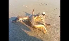 راه رفتن ستاره دریایی