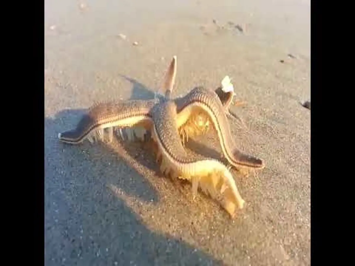 راه رفتن ستاره دریایی