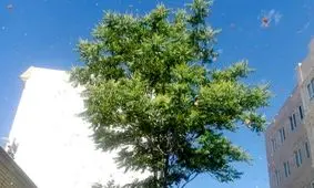 حمله ملخ‌ها به مدارس فردیس کرج خطرناک نیست