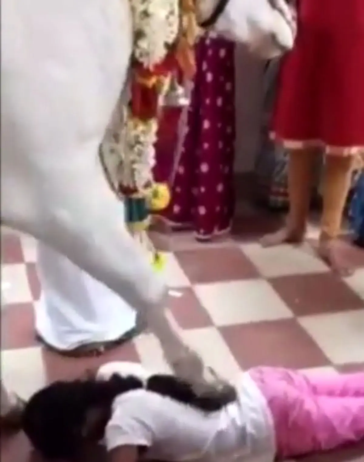 پرستش گاو در هند +فیلم