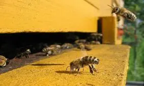 زنبورهای کارگر درحال خنک کردن کندو