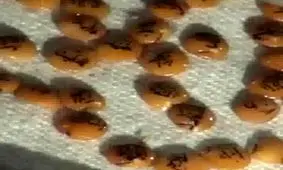 نوشتن کلمات قرآنی روی بذر توسط هنرمند ترکیه‌ای