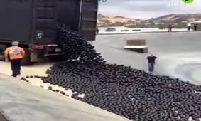 میلیون‌ها توپ پرنده