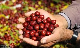 میوه ای با خواص جادویی؛ از پاکسازی کبد تا رفع یبوست